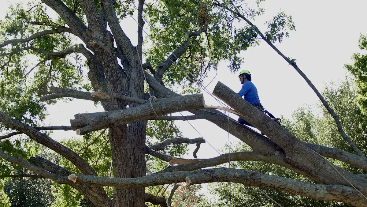 Professional Crown Thinning performed by certified arborists in Newcomb